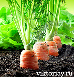 лук, семена лука,семена,семя,семю,купить семена,купить семян,семена почтой,арбуз,семена магазин,интернет семена,интернет семян,интернет магазин семян,куплю семена,каталог семена,каталог семян,дыня,семена,семя,семю,купить семена,купить семян,семена почтой,арбуз,семена магазин,интернет семена,интернет семян,интернет магазин семян,куплю семена,каталог семена,каталог семян,семена из голландии и германии,семена голландские,семена из голландии цена,семена из голландии украина,семена из китая,семена из голландии цветов,семена из голландии оптом,семена из голландии в киеве,семена,семя,семю,купить семена,купить семян,семена почтой,арбуз,семена магазин,интернет семена,интернет семян,интернет магазин семян,куплю семена,каталог семена,каталог семян