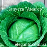 Семена капусты Амагер