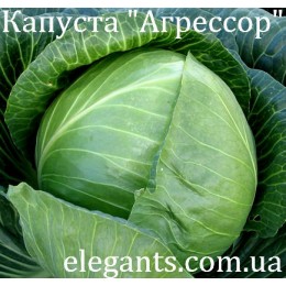 Семена капусты Агрессор