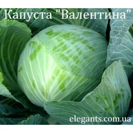 Семена капусты Валентина